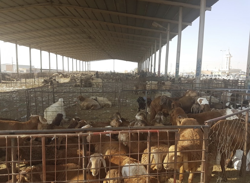 خبراء يجيبون على السؤال اللغز.. لماذا ارتفعت أسعار الأغنام؟ 3 سوق الأغنام بحفر الباطن