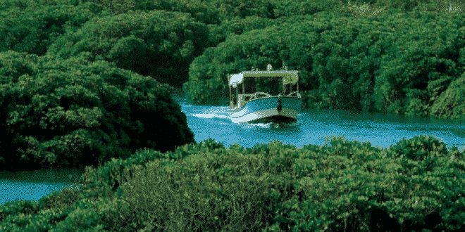 صورة جزر فرسان ضمن برنامج الإنسان والمحيط الحيوي في اليونسكو
