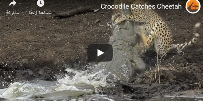 صورة فيديو.. تمساح عملاق ينقض على فهد ويلتهمه في دقائق