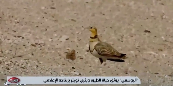 صورة مصور يروي قصة تصوير مقطع فيديو طائر القطا.. استغرق 7 سنوات