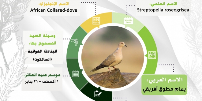 صورة هذه الطيور يمكن صيدها في السعودية والترخيص عبر منصة فطري